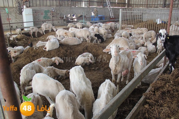 abo selmeiy 0528 (40).JPG